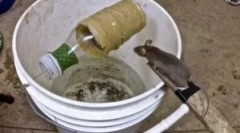 Házi egérfogó mousetria